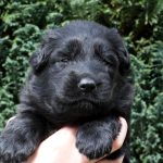 Femelle noire collier violet