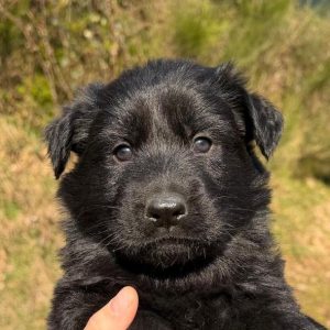 Femelle noire collier violet