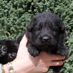 Mâle noir collier bleu