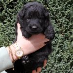 Mâle noir collier bleu