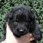 Mâle noir collier bleu