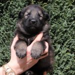 Mâle fauve charbonné collier gris