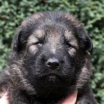 Mâle fauve charbonné collier gris