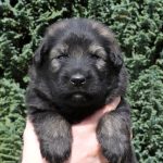 Mâle fauve charbonné collier noir