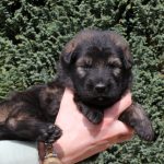 Mâle fauve charbonné collier noir