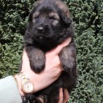 Mâle fauve charbonné collier noir