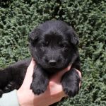 Mâle noir collier rouge