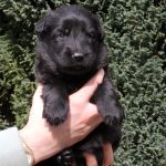 Mâle noir collier rouge