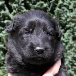 Mâle noir collier rouge