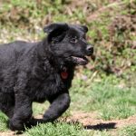 Baloo