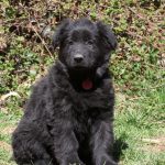 Baloo