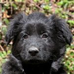 Baloo