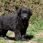 Baloo