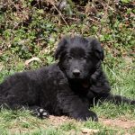 Baloo