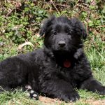 Baloo
