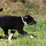 Bagheera