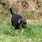 Bagheera
